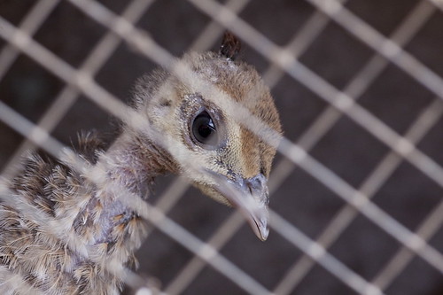 peacock chick | by Carl Emma Jones