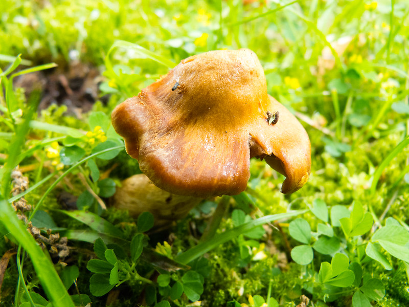 Fairy ring mushroom