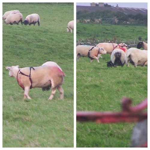 #PicFrame #bondage #sheep #nature #summer #farm | by Soniajane 1