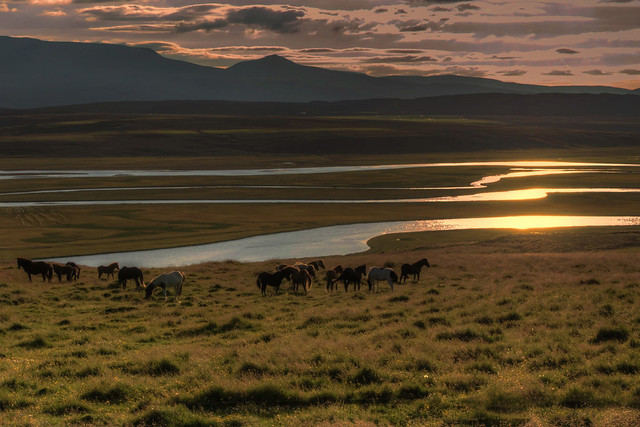 Sunset with horses