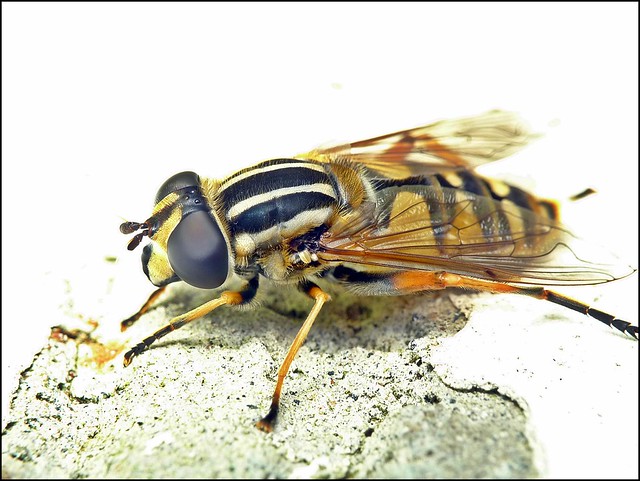 lx3 004 Hover Fly