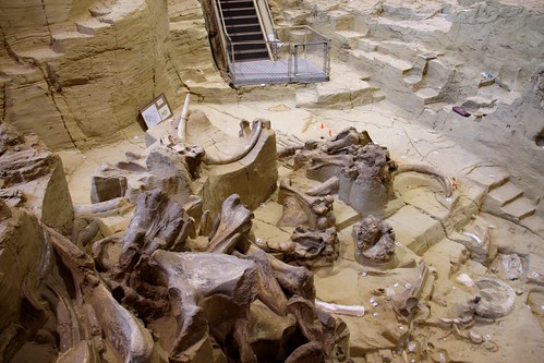iceage southdakota mammal fossil paleontology mammoth bones bone prehistoric mammals dig fossils tusks hotsprings tusk mammothsite mammoths hotspringssouthdakota digsite paleontological