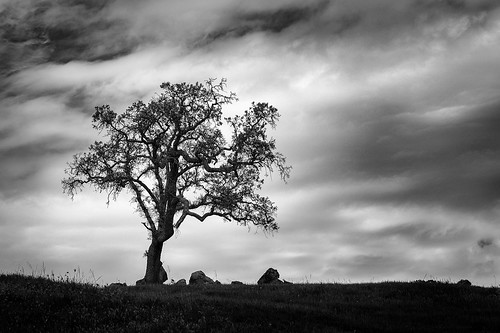 1235mm 2016 california clouds em5 geotag outdoor tree treescape rocks oak uvasroad