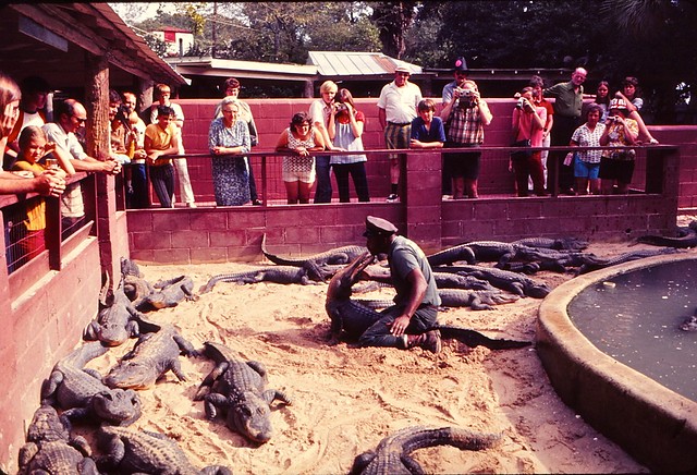 Florida   -   St. Augustine   -   Alligator Farm   -   January 1973