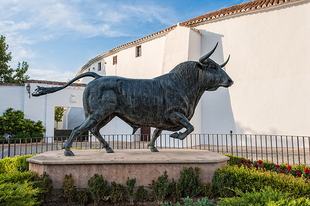 Bull – Toro, Ronda (Málaga, Spain)