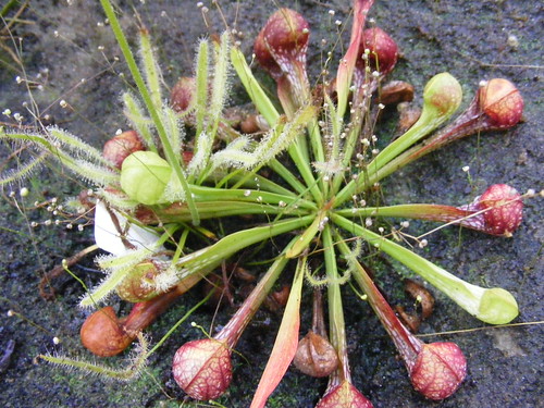 Sarracenia psittacina with Drosera sp.