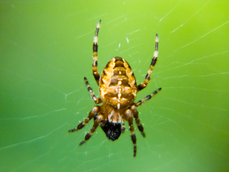 Cross spider on its web