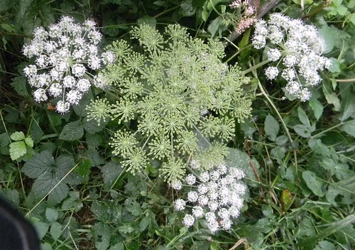 White umbellifer Petersfield to Rowlands Castle Some of these I can get but not this one.