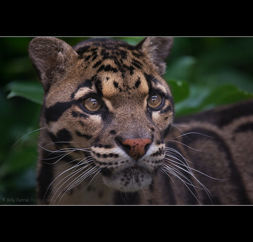 Clouded Leopard by Billy Currie