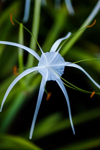 Spider lily (Hymenocallis littoralis) | Sergio Quesada | Flickr