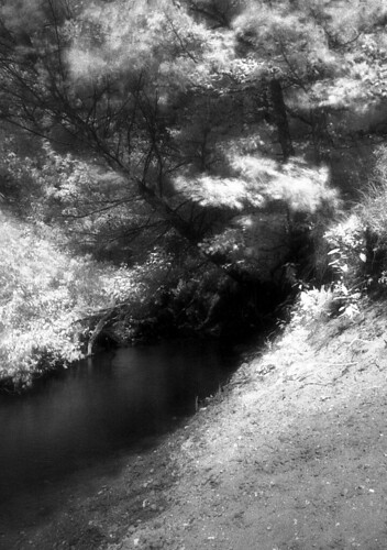 trees blackandwhite bw film nature water monochrome mi creek river landscape ir diy md stream minolta michigan 28mm surreal hc110 infrared epson f28 v300 srt101 muskegon efke homedeveloped rokkor sunny16 dilutionb ir820 iso1 gissiwas