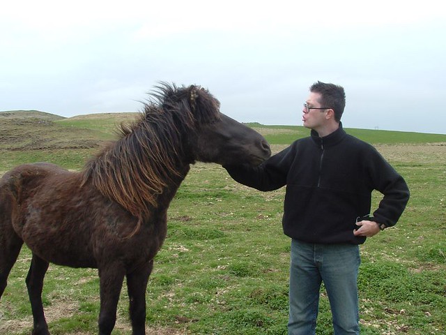 Iceland - Derek Pets Horse