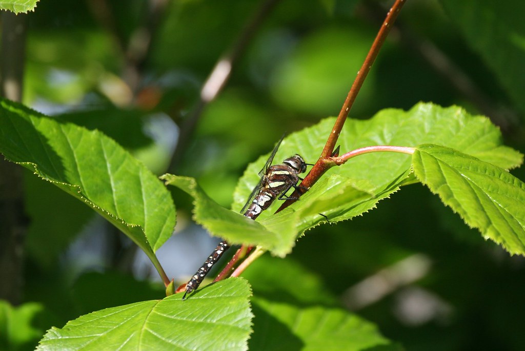 sedge darner (Aeshna juncea) - Caleb Slemmons - Flickr