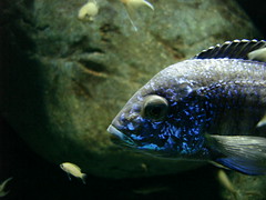 fish with blue