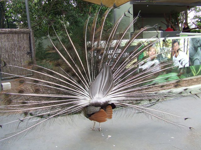 Peacock at Taronga Park Zoo