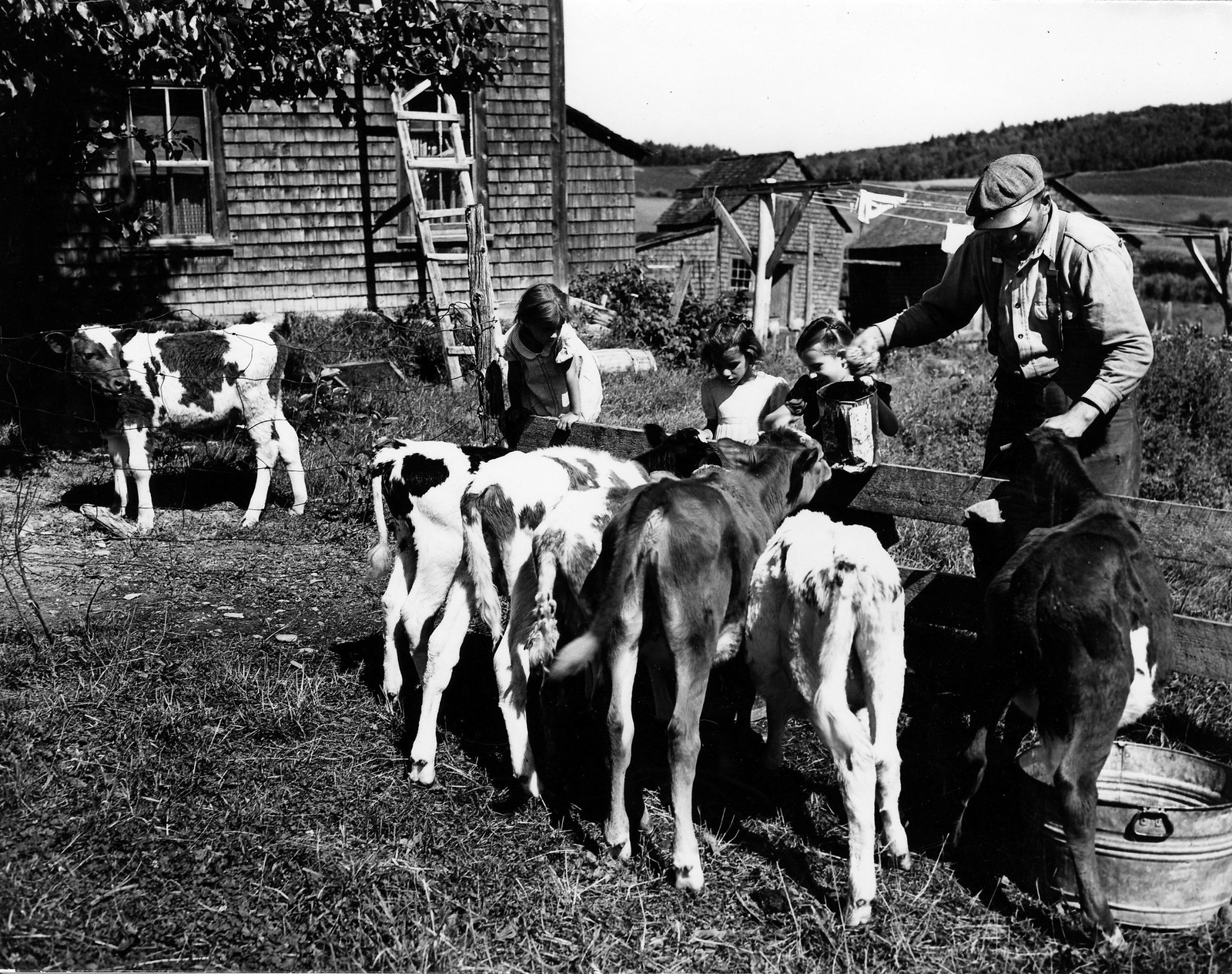 Feeding time for dairy calves