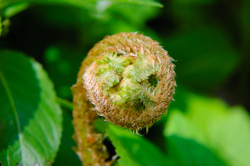 Curl: fern beginning to open