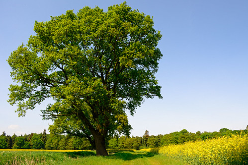 geotagged geo:lat=5312546585 wildlife nature nikon d5200 2018 may lincolnshire tumby old oak tree field spring sunny sunshine green leaves tom edwards tomedwards05 tomedwards afs dx vr zoomnikkor 1855mm f3556g