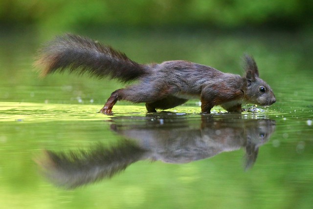 Squirrel can walk on water!