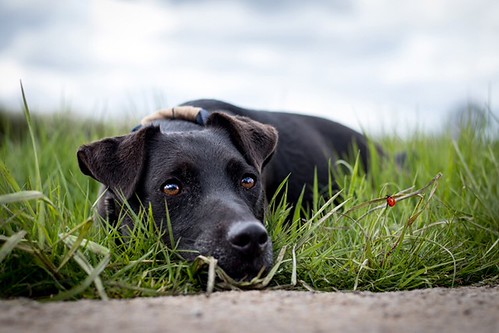 Zeus the patterdale dog | by clarkburgess