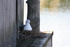 Nesting gull