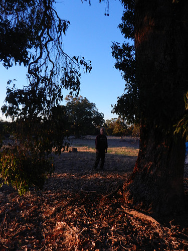 western australia perth julimar landscape bush dana iwachow nikon coolpix s9200 sun sunset tree forest camping steve