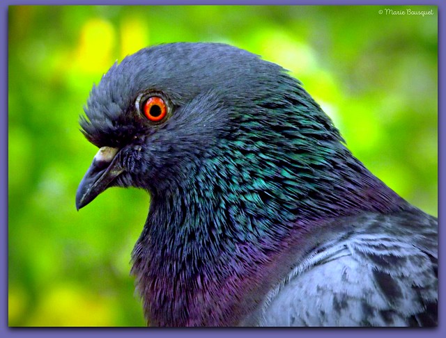 Pigeon de profil