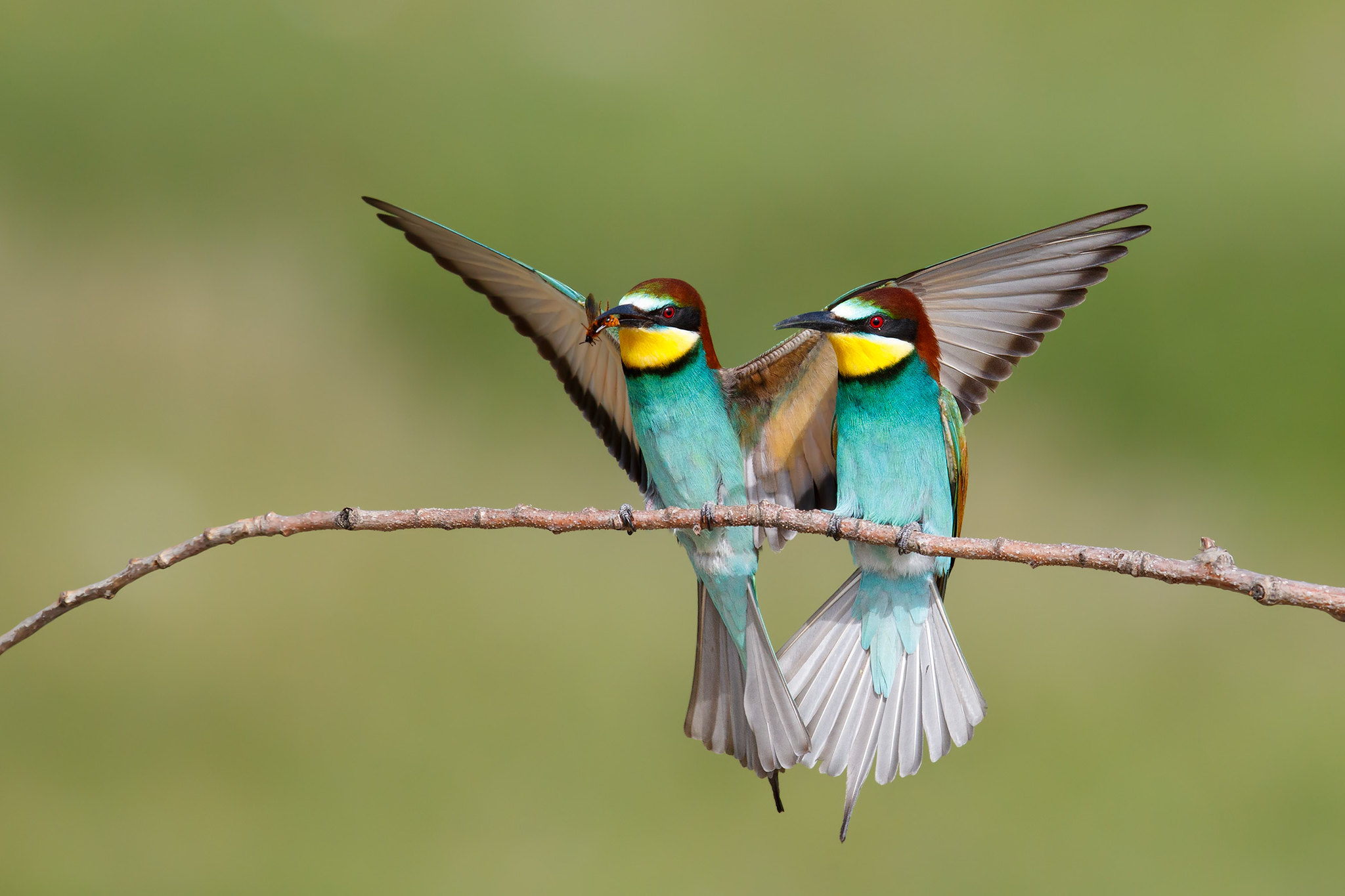 Merops apiaster | European Bee-eater | biätare