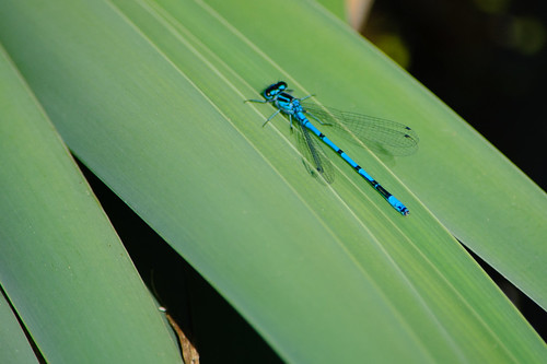 First damselfly of the year