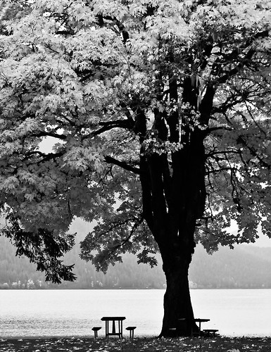 park travel autumn bw usa white lake black tree fall leaves canon is washington leaf big maple pacific northwest united shoreline powershot crescent invitation national rest states olympic s2