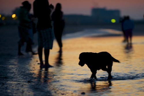 dog beach cane sunrise alba spiaggia controluce cavallinotreporti albachiara2012