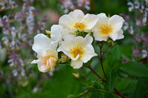 Roses | U.S. Botanic Garden | Robert Lyle Bolton | Flickr