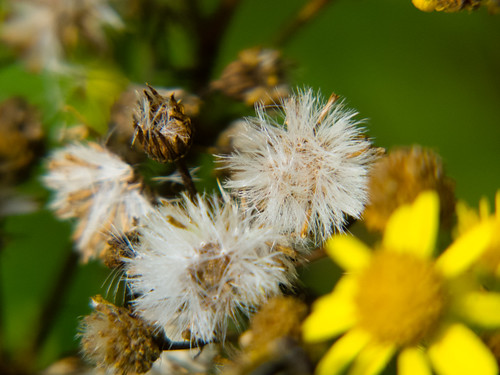 Ragwort flower and seed