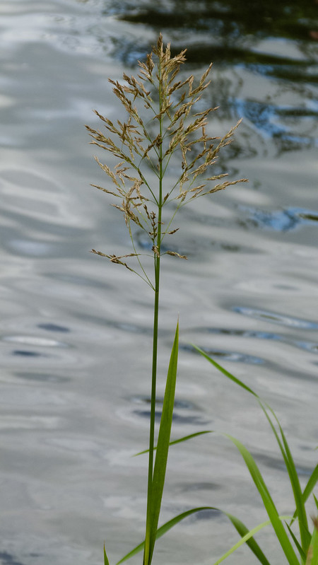 Reed with seed