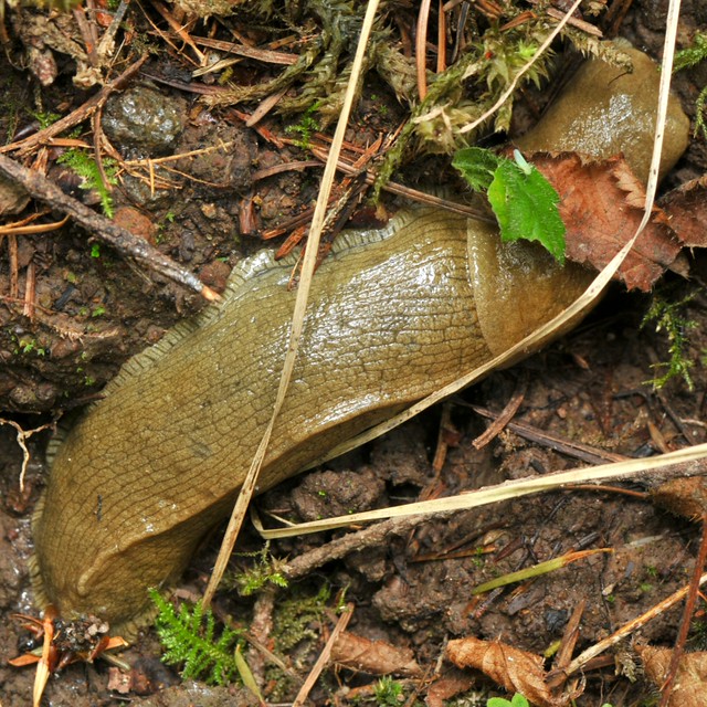 Large Slug (Gastropoda) in the Oregon woods - maybe a Pacific Banana Slug (Ariolimax columbianus)?