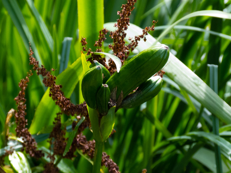 Flag iris seeds ripening