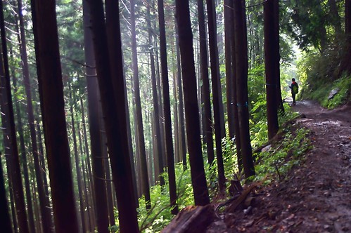 mountain tree rain japan photography tokyo climb sony 365 ome 山 岩 mitake takashi 杉 ceder 滝 青梅 nex 登山 366 御岳 kitajima turntable00000