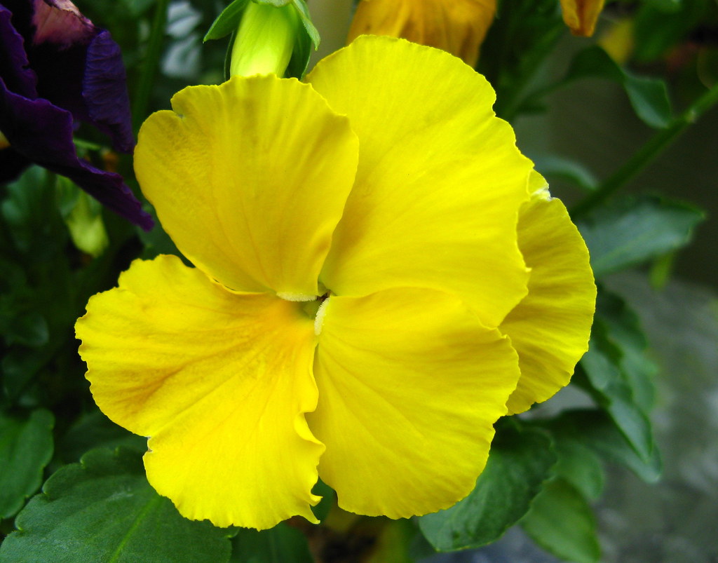 Yellow Icicle Pansy | These beautiful Pansies will bloom unt ...