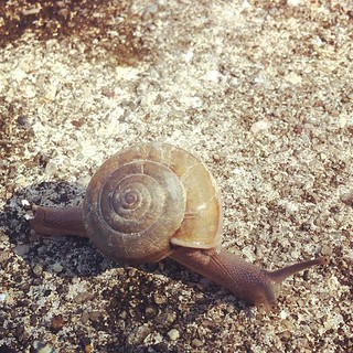 Snail | by @danielooi
