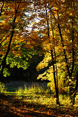 autumn raw russia gimp autumncolors crop ufraw freephoto nikkor50mmf18daf cc0 d5100
