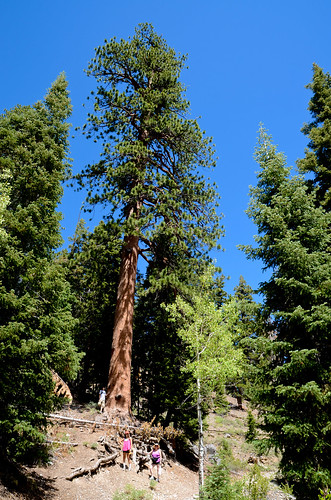 trees mountain rock pine giant mt geocaching cathedral hiking nevada charleston googleearth lasvegasvacation 93793499n00