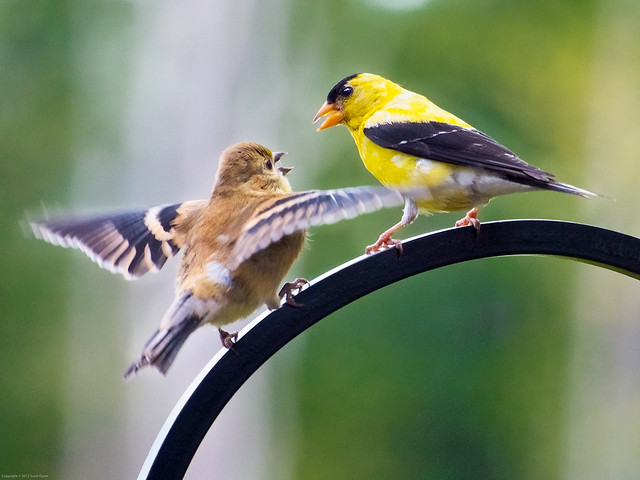Goldfinches Exchange Chirps
