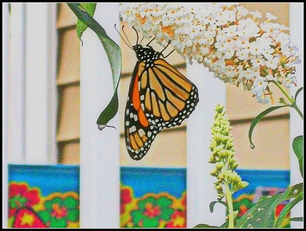 Monarch Butterfly - Photo by STEVEN CHATEAUNEUF - August 31, 2012 -This Image Was Edited On November 20, 2017