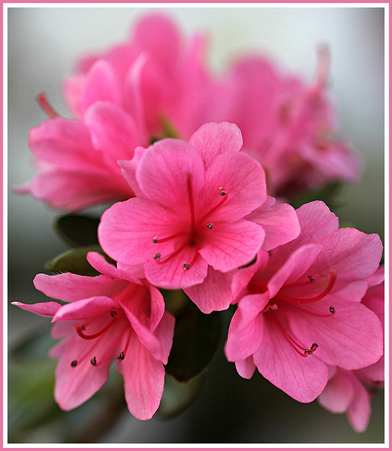 Miniature pink azaleas