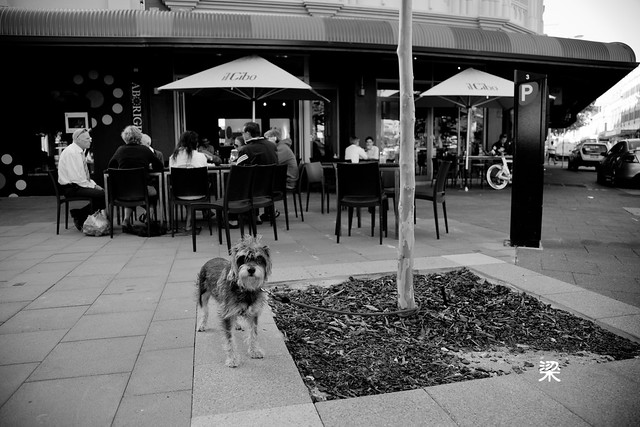 Street (Dog) Photography