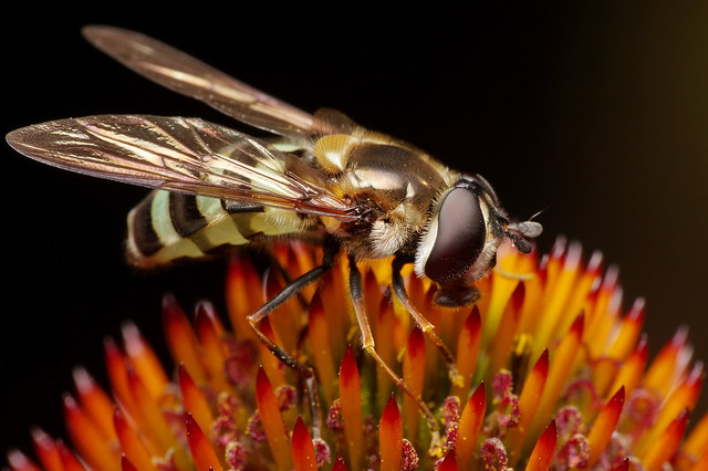 Hoverfly on Echinacea Flower