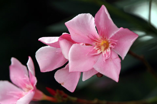 ８月９日の誕生花は キョウチクトウ 夾竹桃 花言葉は 用心 Nobuyoshi Kita Flickr