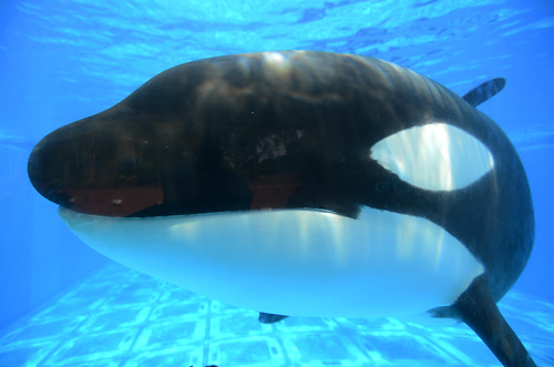 cute eye orlando underwater florida orca seaworld shamu killerwhale swf nalani uwv swo underwaterviewing