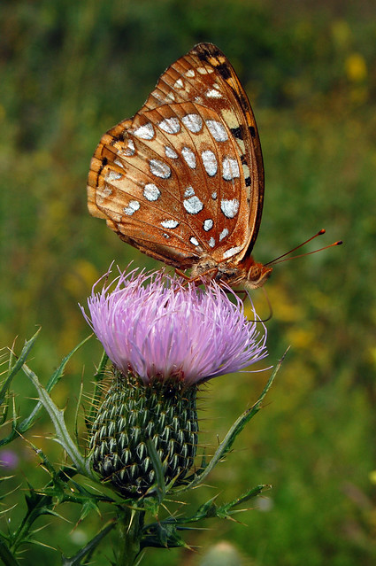 Great Spangled Fritillary and Swamp Thistle
