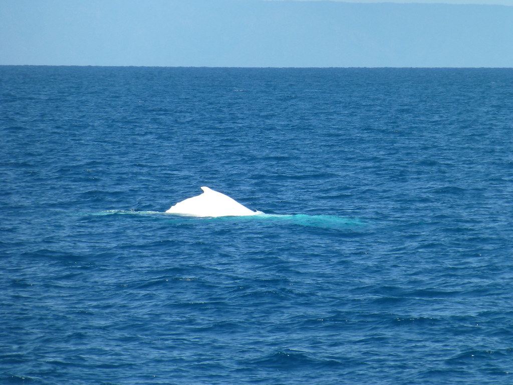 Migaloo - the albino humpback whale | Lisa Koivu | Flickr